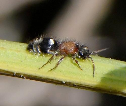 Réf. 241 122 : Smicromyrmini inconnu